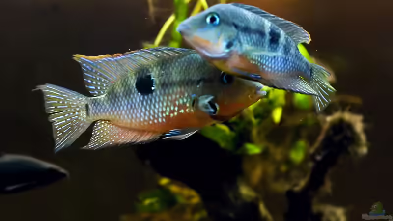 Besatz im Aquarium Mittelamerikanische Buntbarsche von Benjamin Hamann (17)