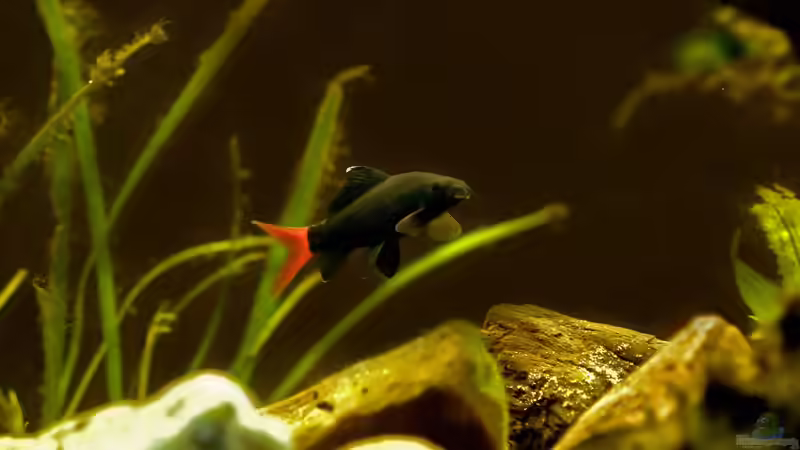 Besatz im Aquarium Mittelamerikanische Buntbarsche von Benjamin Hamann (19)