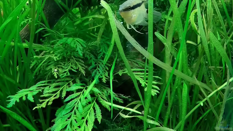 Besatz im Aquarium Mix1 von Jungleman (3)