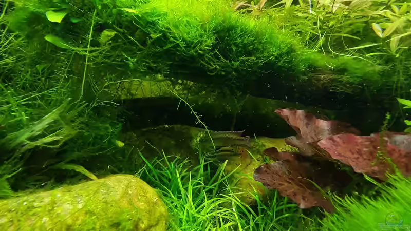 Besatz im Aquarium Mix1 von Jungleman (4)