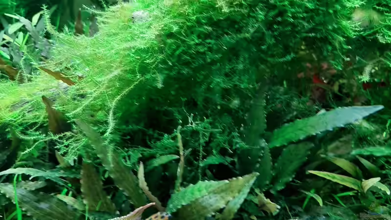 Besatz im Aquarium Mix1 von Jungleman (5)
