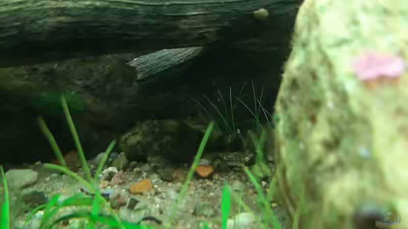 Besatz im Aquarium Mix1 von Jungleman (6)