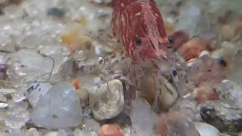 Besatz im Aquarium Mix1 von Jungleman (7)