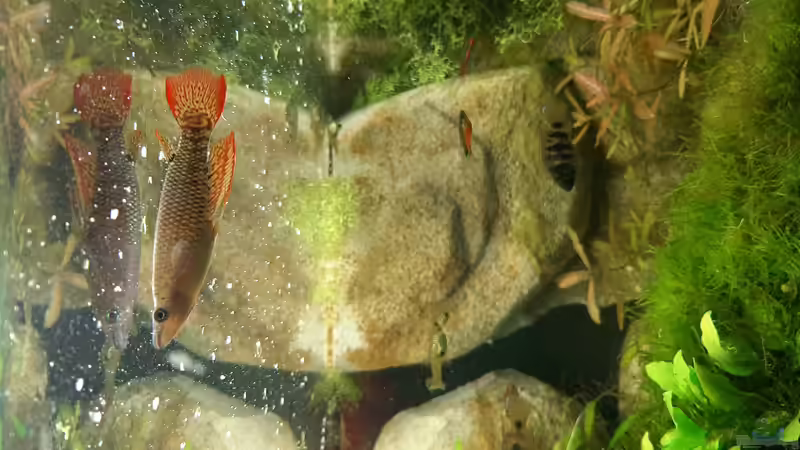 Besatz im Aquarium Mix1 von Jungleman (8)