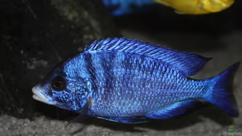 Besatz im Aquarium MJM´s NonMbuna von Moda (23)