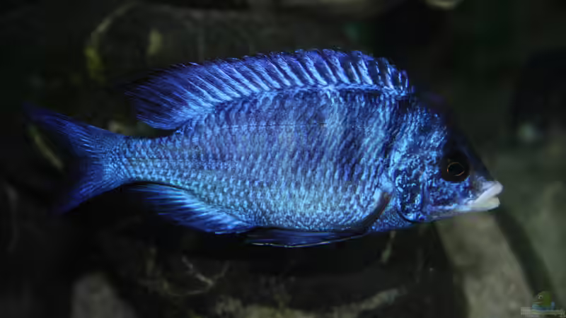 Besatz im Aquarium MJM´s NonMbuna von Moda (24)