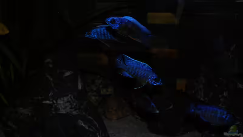 Besatz im Aquarium MJM´s NonMbuna von Moda (33)