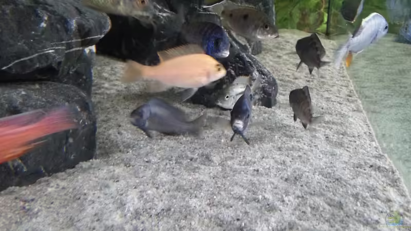 Besatz im Aquarium MJM´s NonMbuna von Moda (37)