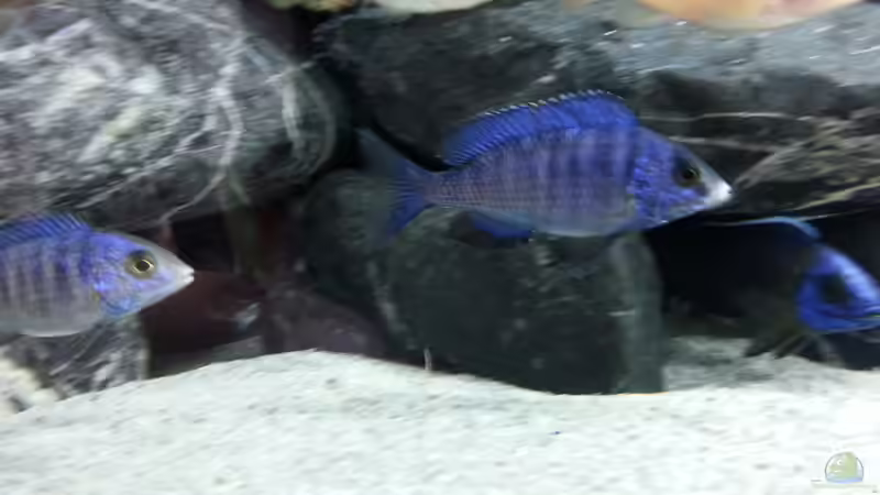 Besatz im Aquarium MJM´s NonMbuna von Moda (38)