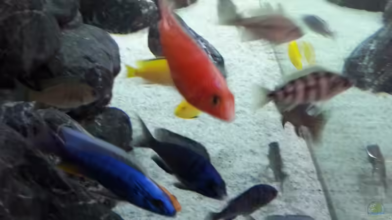 Besatz im Aquarium MJM´s NonMbuna von Moda (39)