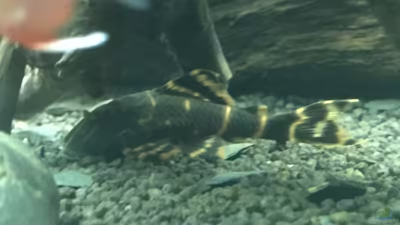 Besatz im Aquarium Moehrchen&#039;s Lido von moehriam (34)