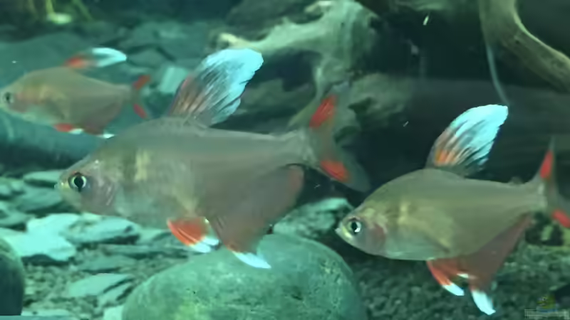 Besatz im Aquarium Moehrchen&#039;s Lido von moehriam (38)