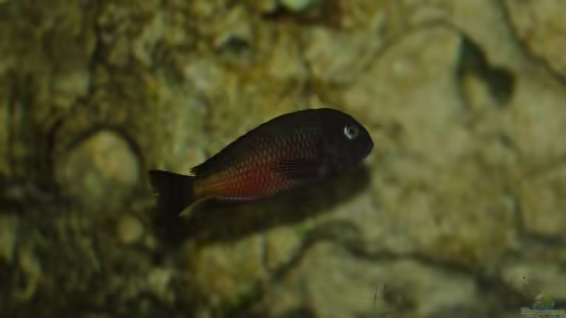 Besatz im Aquarium Moliro - Becken von Ikolaner (11)