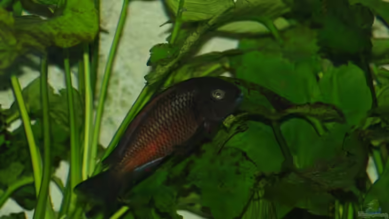 Besatz im Aquarium Moliro - Becken von Ikolaner (12)