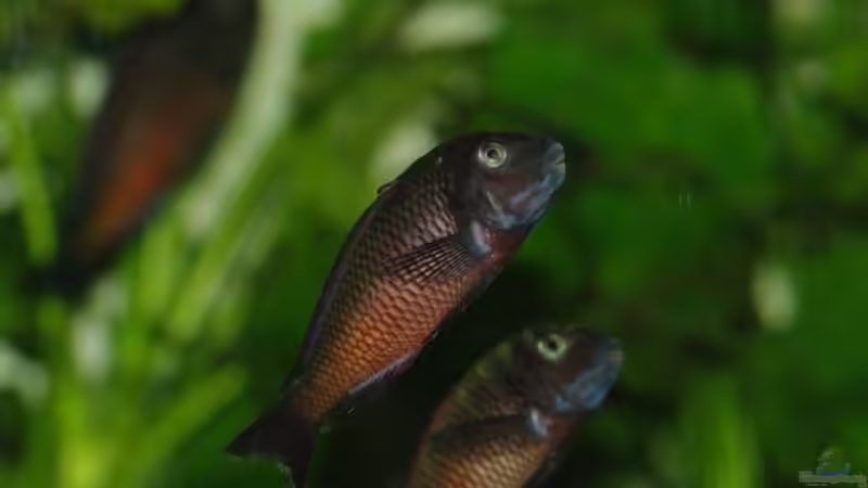 Besatz im Aquarium Moliro - Becken von Ikolaner (13)