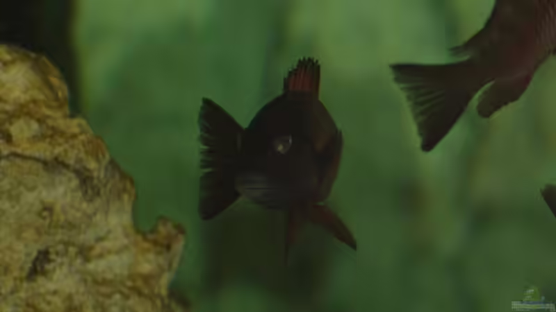 Besatz im Aquarium Moliro - Becken von Ikolaner (16)