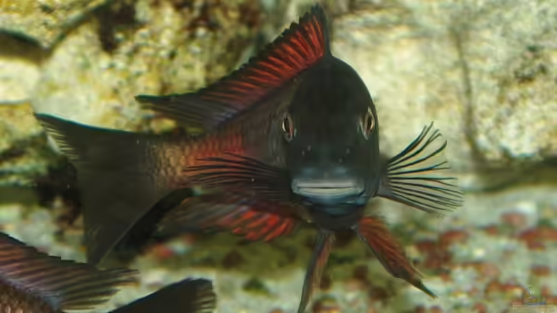 Besatz im Aquarium Moliro - Becken von Ikolaner (17)