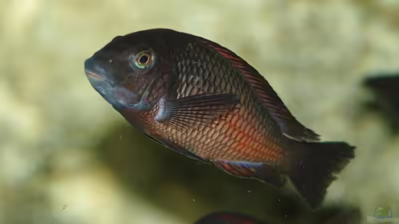 Besatz im Aquarium Moliro - Becken von Ikolaner (19)