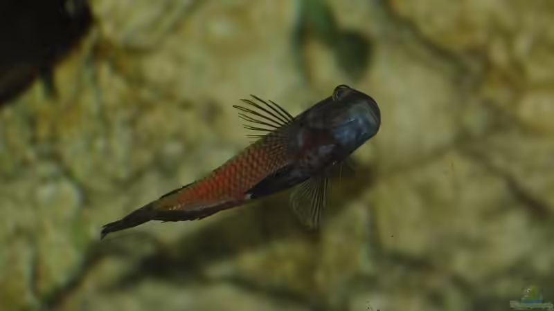 Besatz im Aquarium Moliro - Becken von Ikolaner (20)