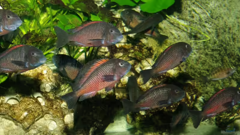 Besatz im Aquarium Moliro - Becken von Ikolaner (24)