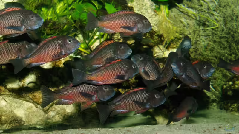 Besatz im Aquarium Moliro - Becken von Ikolaner (25)