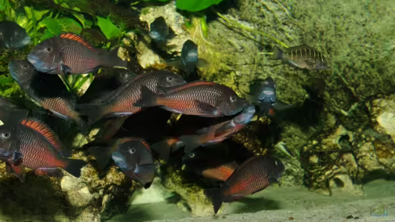 Besatz im Aquarium Moliro - Becken von Ikolaner (27)