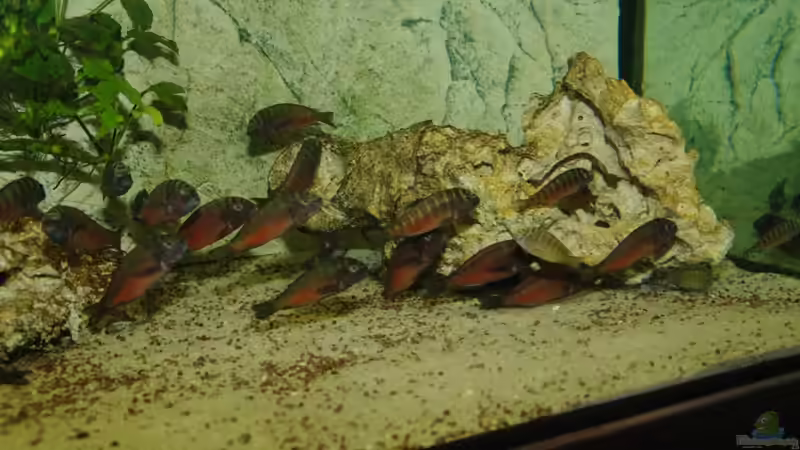 Besatz im Aquarium Moliro - Becken von Ikolaner (6)