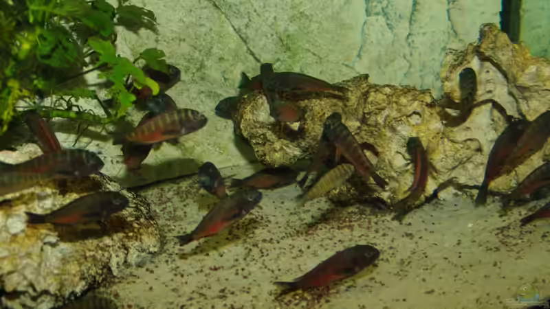 Besatz im Aquarium Moliro - Becken von Ikolaner (8)