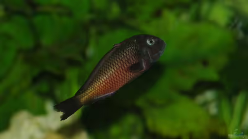 Besatz im Aquarium Moliro - Becken von Ikolaner (9)