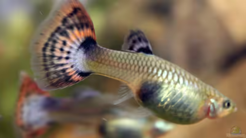 Besatz im Aquarium Monument von Triameh (20)