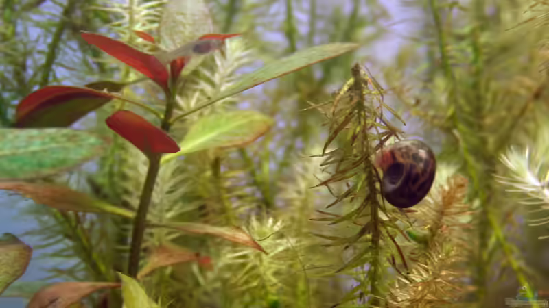 Besatz im Aquarium Monument von Triameh (21)
