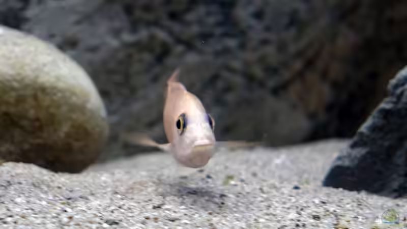 Besatz im Aquarium Moorii and More von freezer2510 (27)