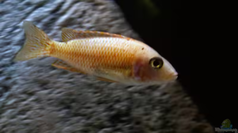 Besatz im Aquarium Moorii and More von freezer2510 (29)