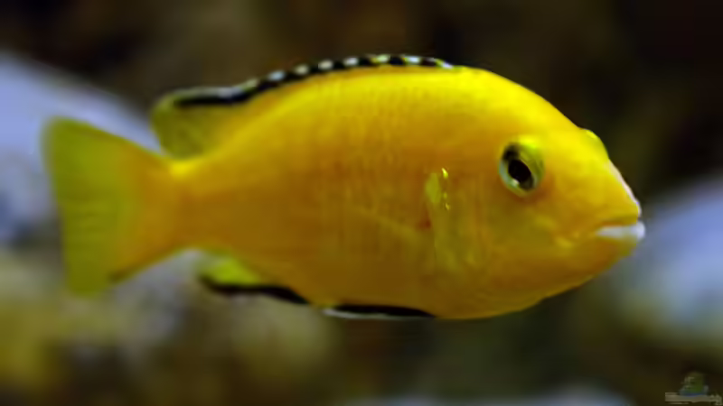 Besatz im Aquarium Moorii and More von freezer2510 (30)