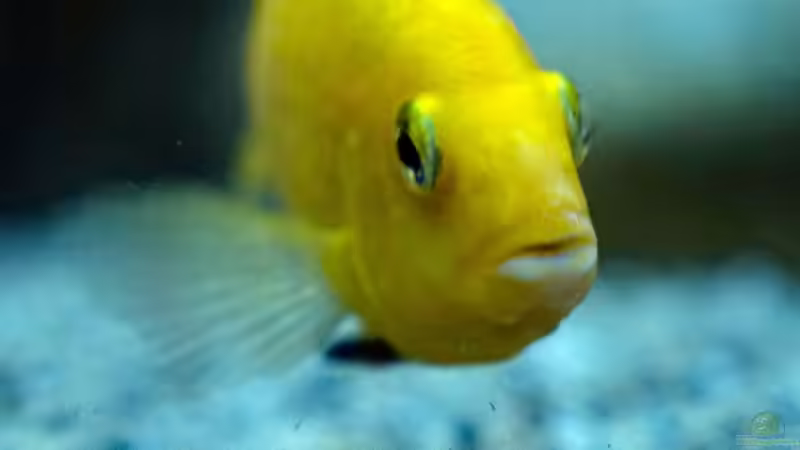 Besatz im Aquarium Moorii and More von freezer2510 (31)