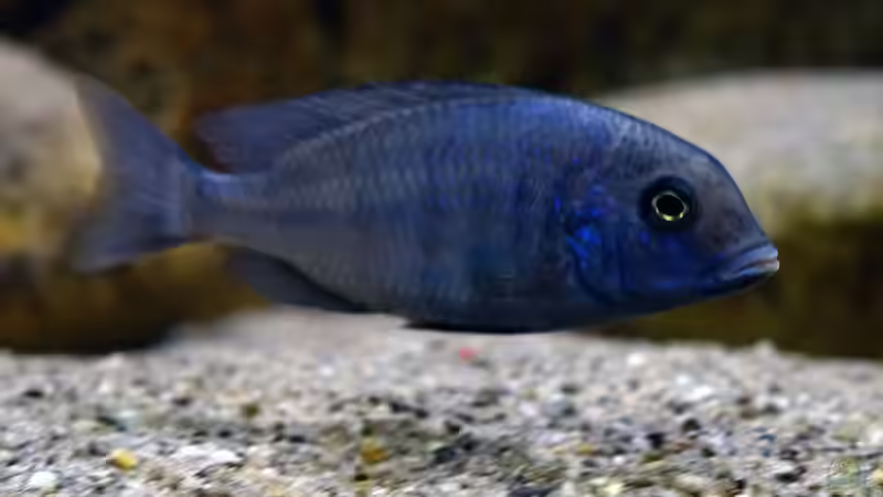 Besatz im Aquarium Moorii and More von freezer2510 (32)