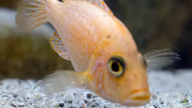 Besatz im Aquarium Moorii and More von freezer2510 (34)