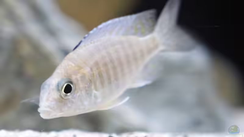 Besatz im Aquarium Moorii and More von freezer2510 (38)