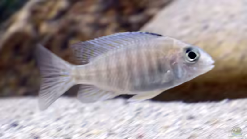 Besatz im Aquarium Moorii and More von freezer2510 (39)