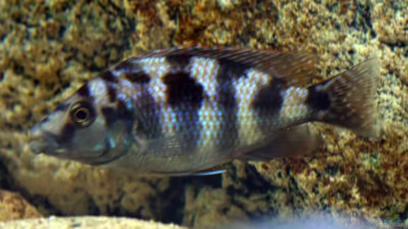 Besatz im Aquarium Moorii and More von freezer2510 (41)