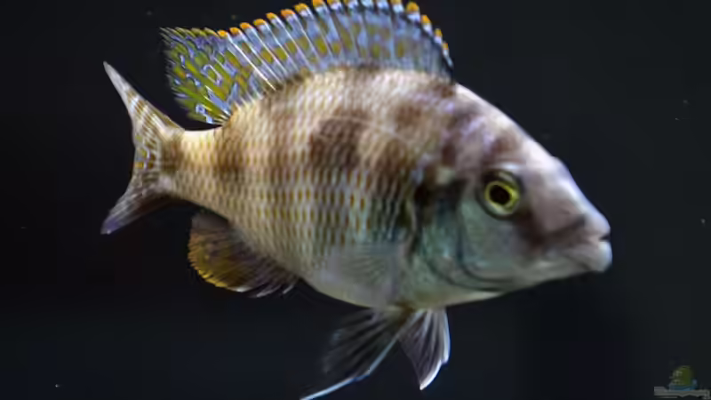 Besatz im Aquarium Moorii and More von freezer2510 (42)