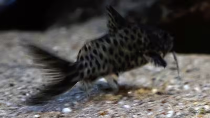 Besatz im Aquarium Moorii and More von freezer2510 (50)