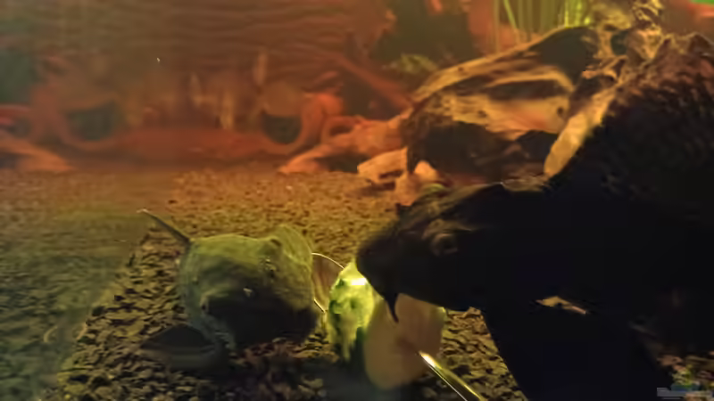 Besatz im Aquarium Moorkienriff von Tobi82 (10)