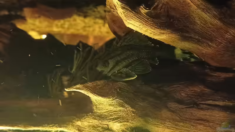 Besatz im Aquarium Moorkienriff von Tobi82 (11)