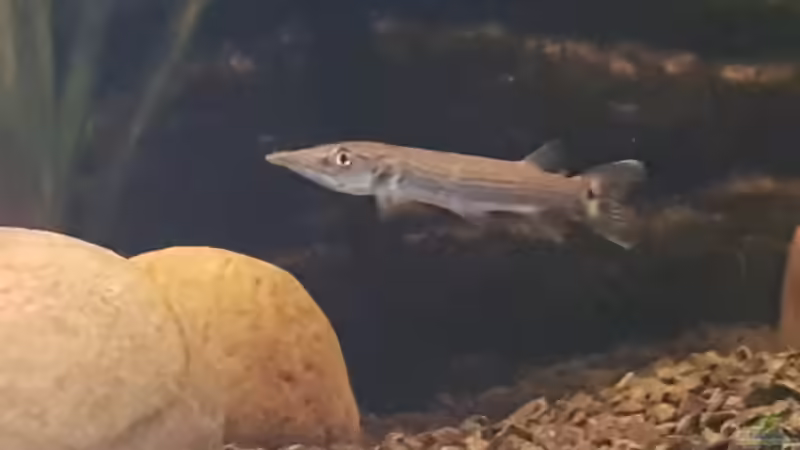 Besatz im Aquarium Moorkienriff von Tobi82 (12)