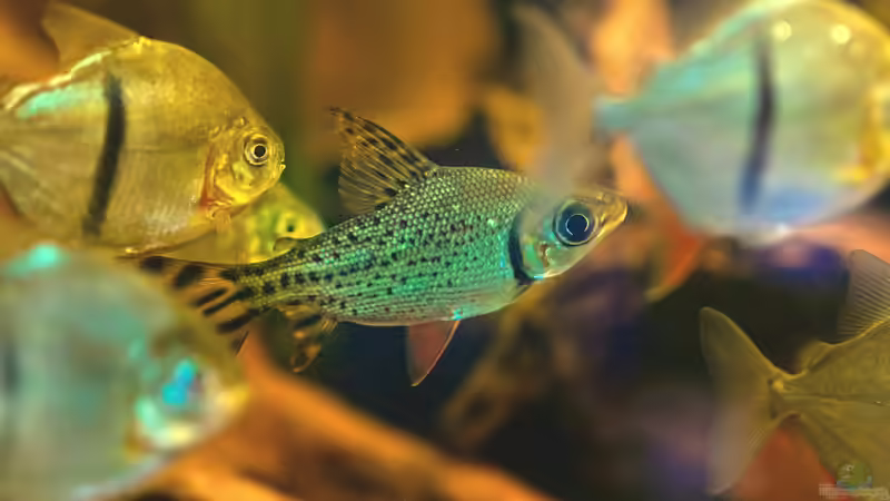 Besatz im Aquarium Moorkienriff von Tobi82 (13)