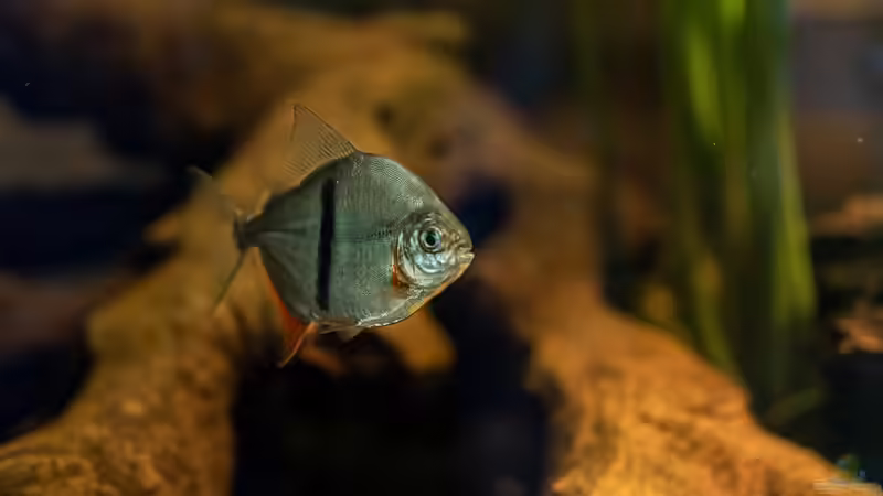 Besatz im Aquarium Moorkienriff von Tobi82 (14)