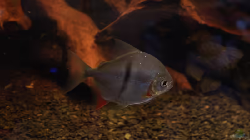 Besatz im Aquarium Moorkienriff von Tobi82 (16)