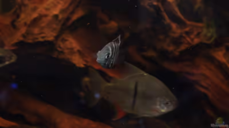 Besatz im Aquarium Moorkienriff von Tobi82 (17)