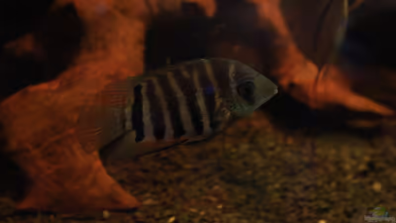 Besatz im Aquarium Moorkienriff von Tobi82 (19)